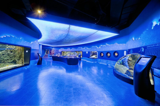 MuséeOcéanique12.png
