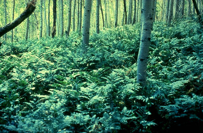 Onoclea sensibilis.jpg